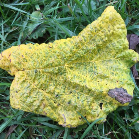 Tschüß Herbst