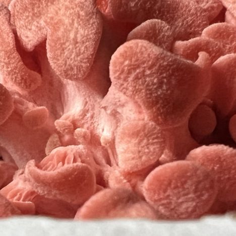 Rote Korallen – der 6. Tag