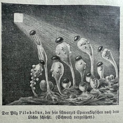 Ab in die Pfanne – der 11. Tag meiner Küchen-Pilz-Zucht