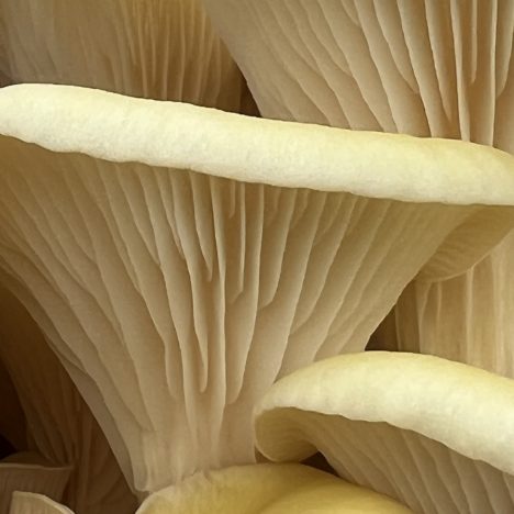 Ab in die Pfanne – der 11. Tag meiner Küchen-Pilz-Zucht