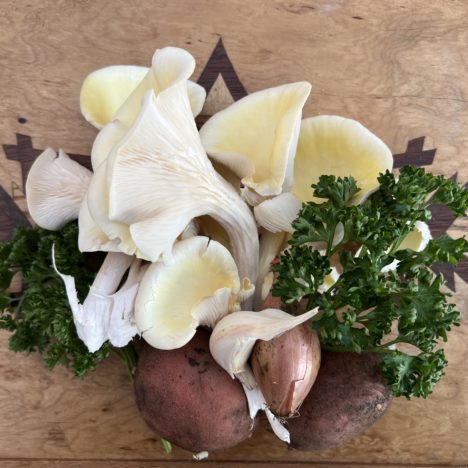 Die Babys werden erwachsen – der 12. Tag meiner Küchen-Pilz-Zucht