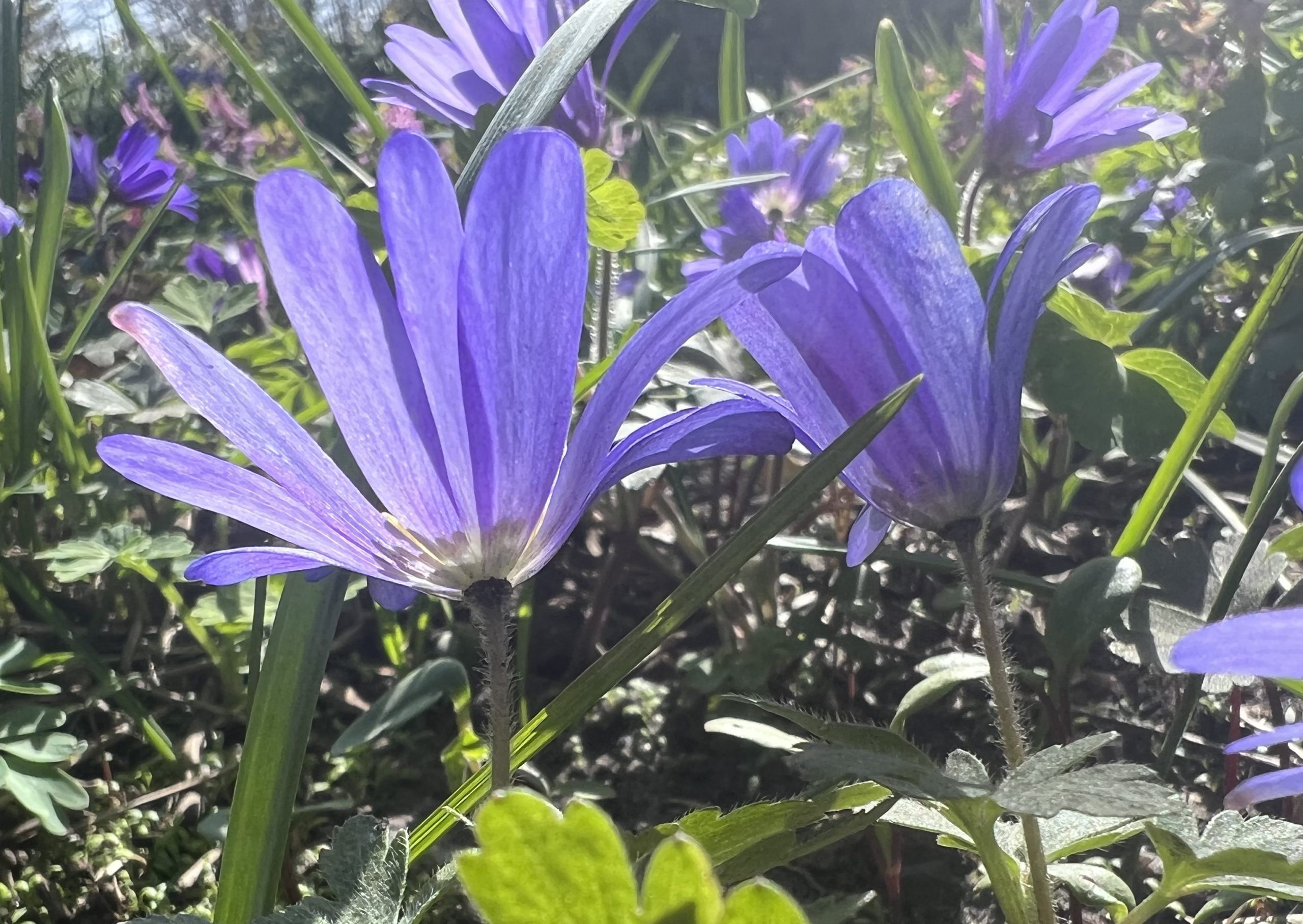 Zitternde FrühlingsBräute Meine kleine Wiese