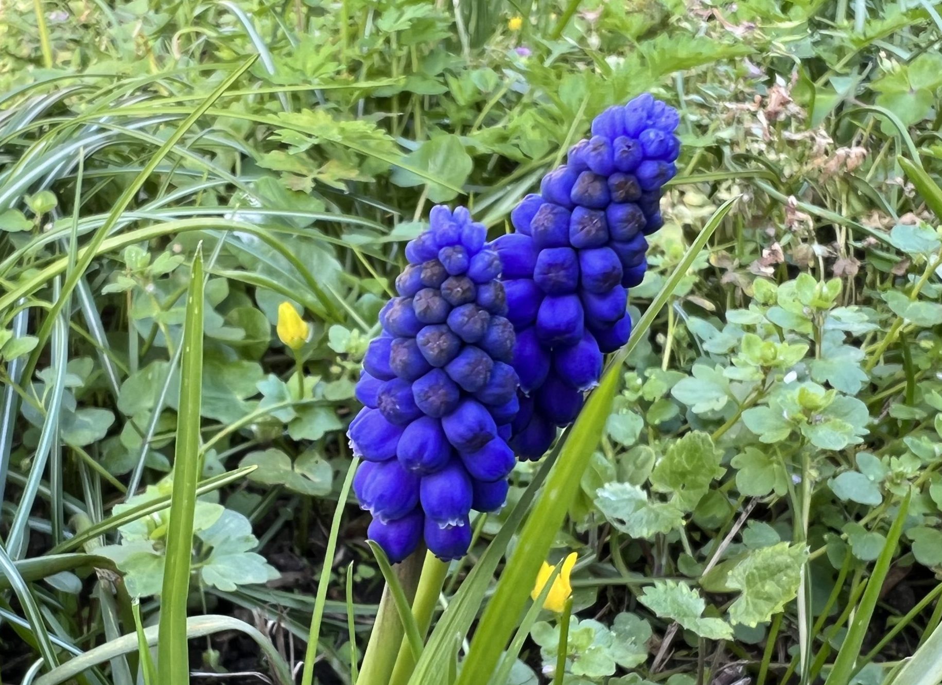 Blaue AprilSchätze Meine kleine Wiese