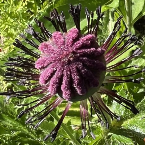 Bienen auf der Blumenweide