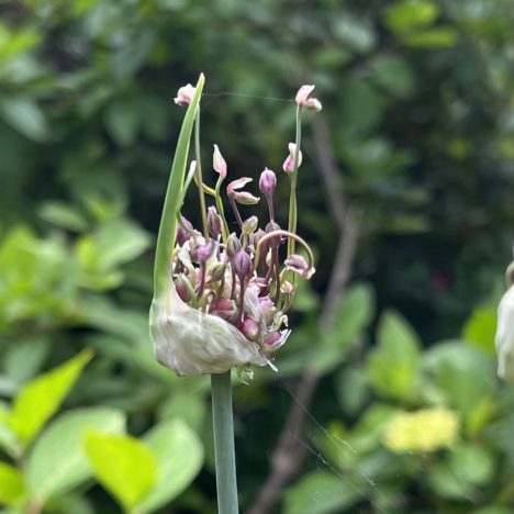 Bienen auf der Blumenweide