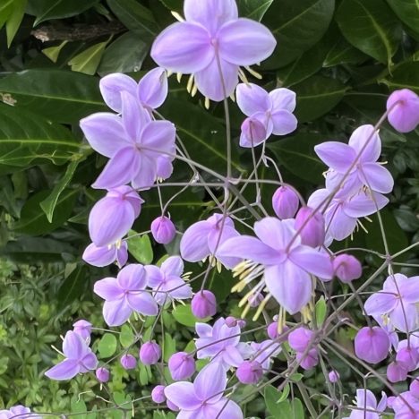Botanischer Spaziergang mit Jürgen Feder