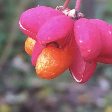 Adé du lauer Herbst