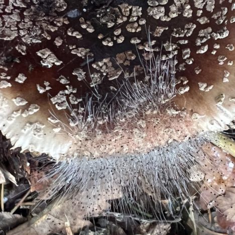 Pilz-Safari im Sachsenwald