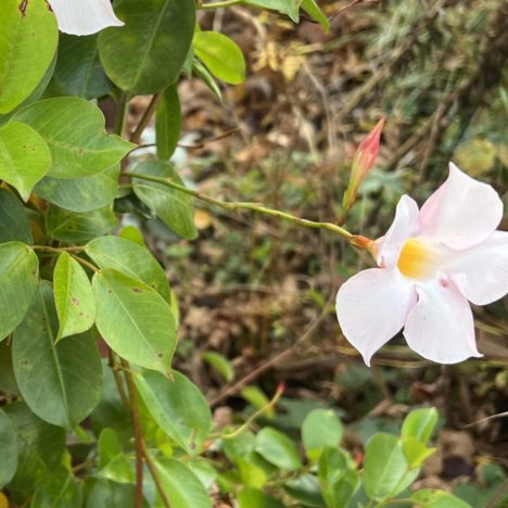 Spätlinge in meinem Garten