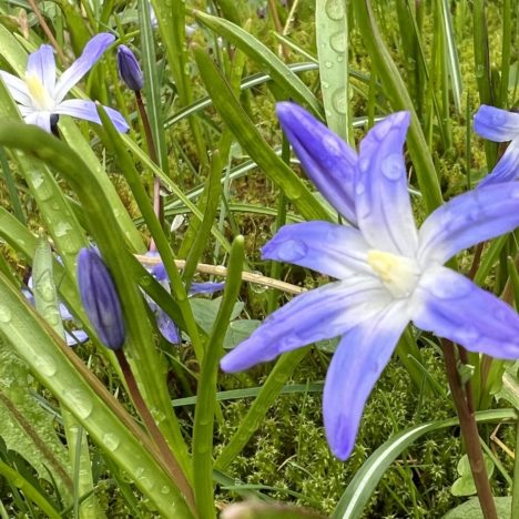 Gruß aus Großmutter Garten