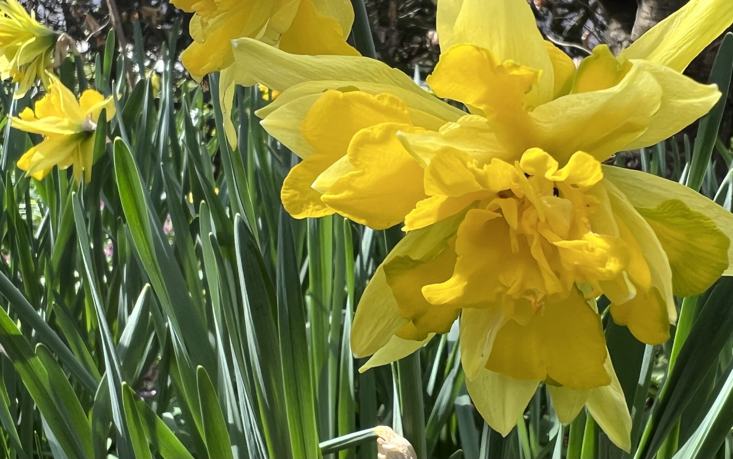 Gruß aus Großmutter Garten Meine kleine Wiese