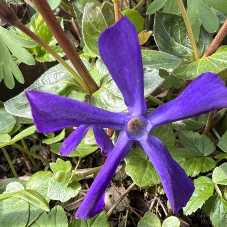 Gruß aus Großmutter Garten