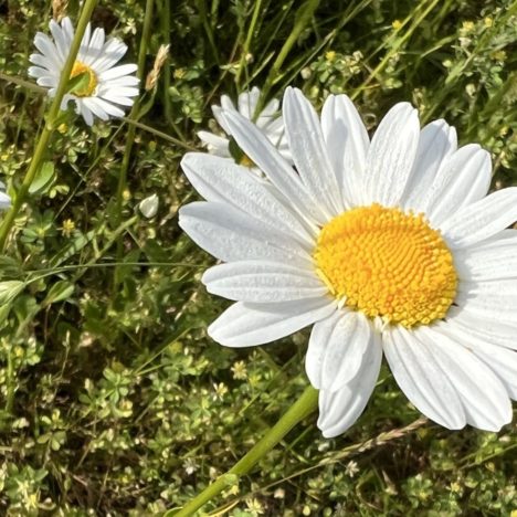 Regrowing für den Sommergarten