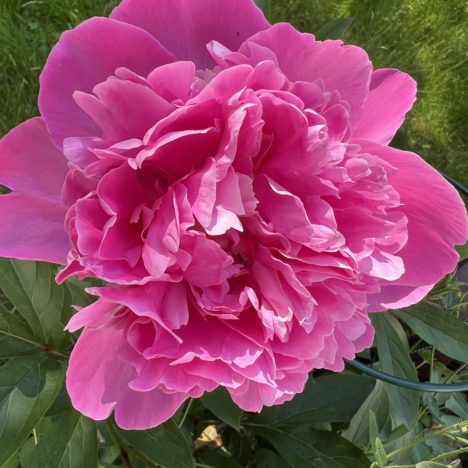 Rosa aufgerüscht