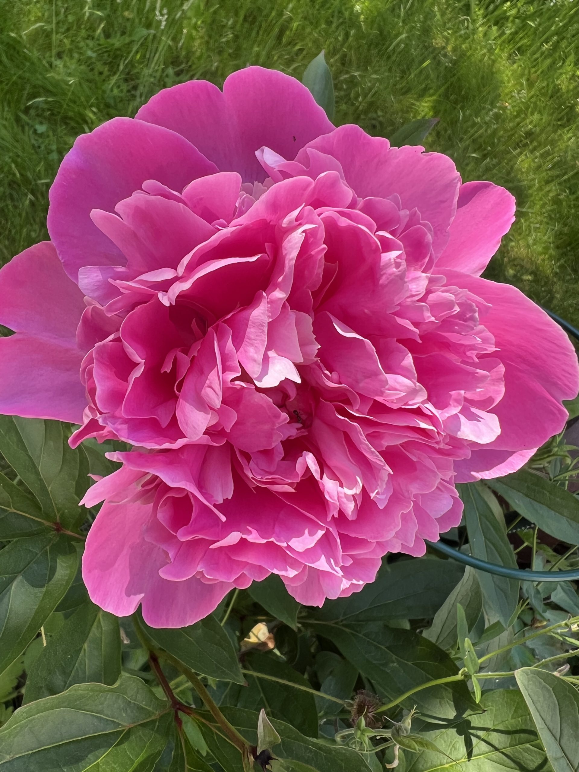 Schall und Rauch Meine kleine Wiese