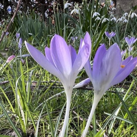 Frühlingserwachen im Arboretum