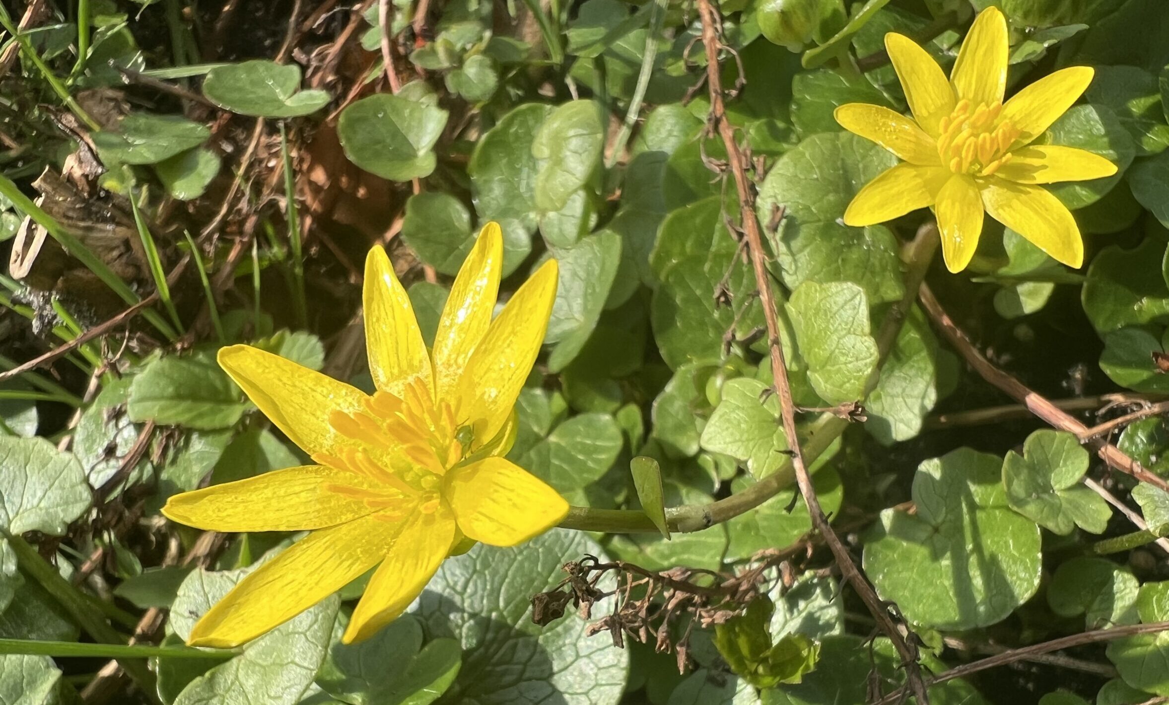Vitamin-Bombe mit Janusgesicht – Meine kleine Wiese