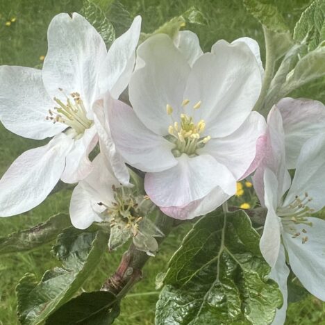 Gruß aus Uropas Garten