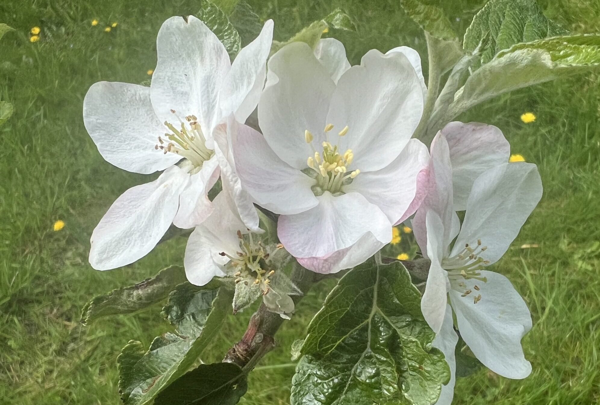 Aus eins mach zwei – Meine kleine Wiese