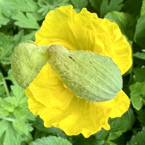 Elf-Uhr-Blume