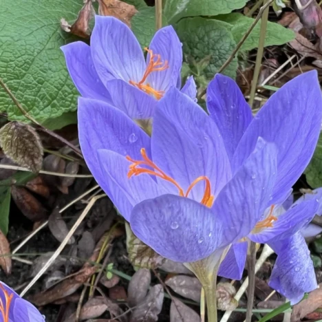 Das Blätter-Rätsel