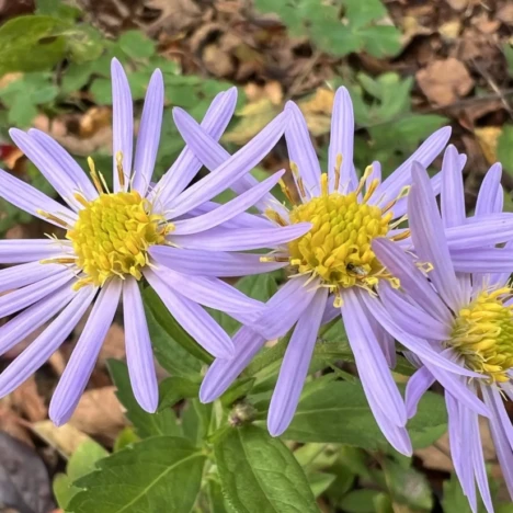 Müde Rosen und leuchtende Lampions