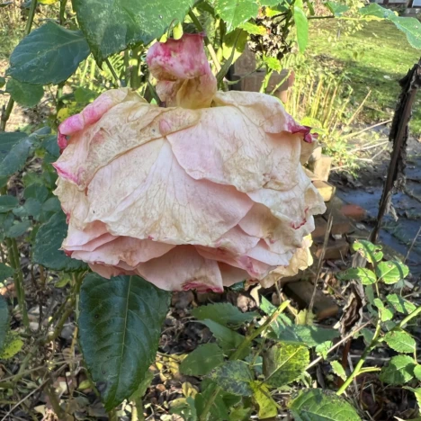 Spätherbstliche Blüte