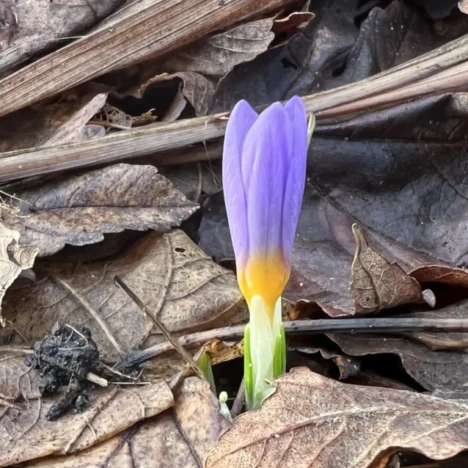 Müde Rosen und leuchtende Lampions