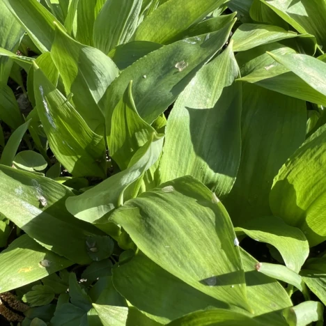 Schönheit mit rauer Schale