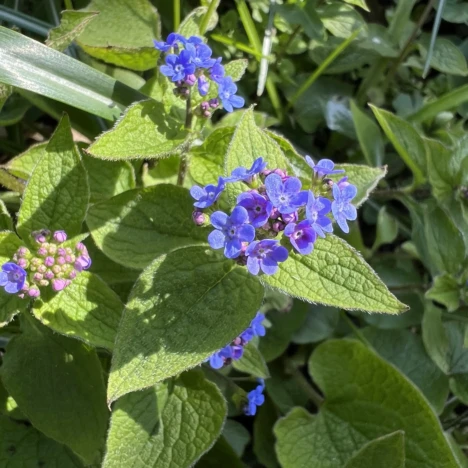 Mein Rasen wird bunt