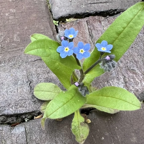 Hier hat Giersch keine Chance