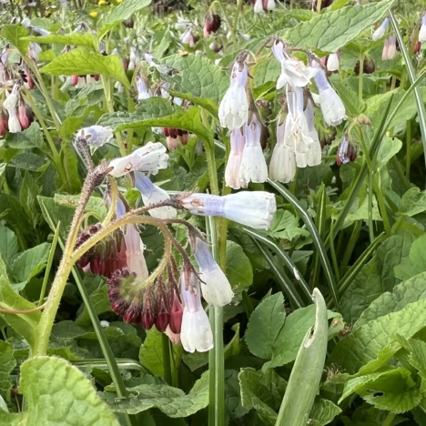 Go go Girls im Garten