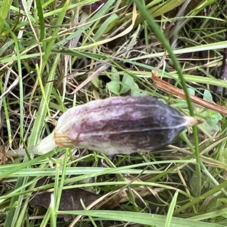 Gelb geht auch