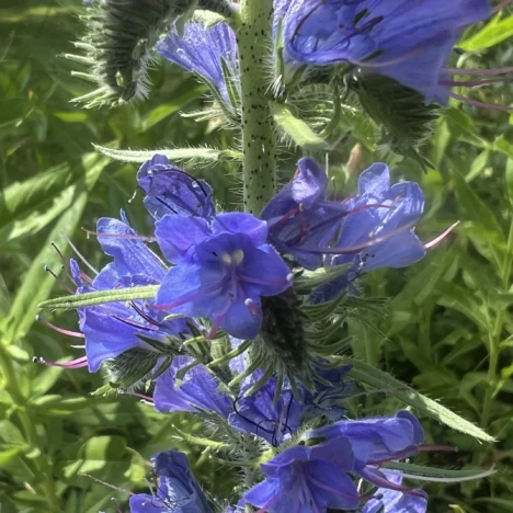 Klima-Wandel-Garten-Pflanze