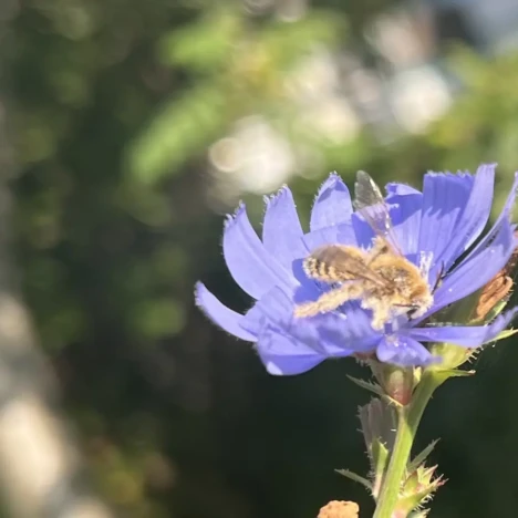 Ein Fallschirm lernt fliegen