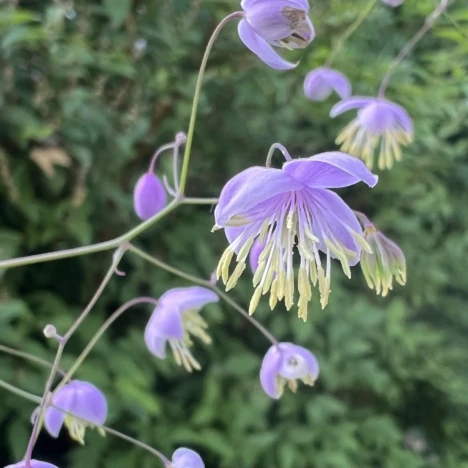 Mein Garten im Sonnenglast