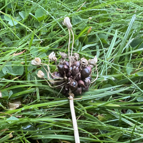 Tropen im Garten