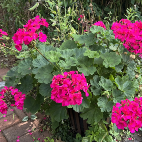 Spätsommer-Glück
