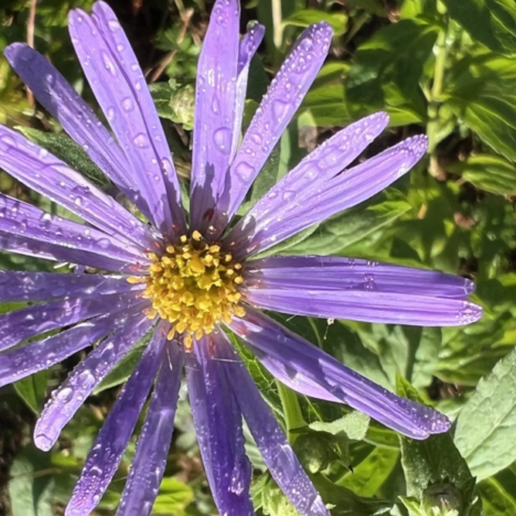 Garten-Geheimnisse